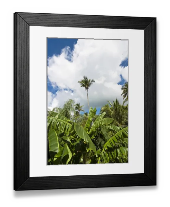 Framed Print : Banana and palm trees, Antigua, West Indies, Caribbean, Central America Framed Print : Banana and palm trees, Antigua, West Indies, Caribbean, Central America