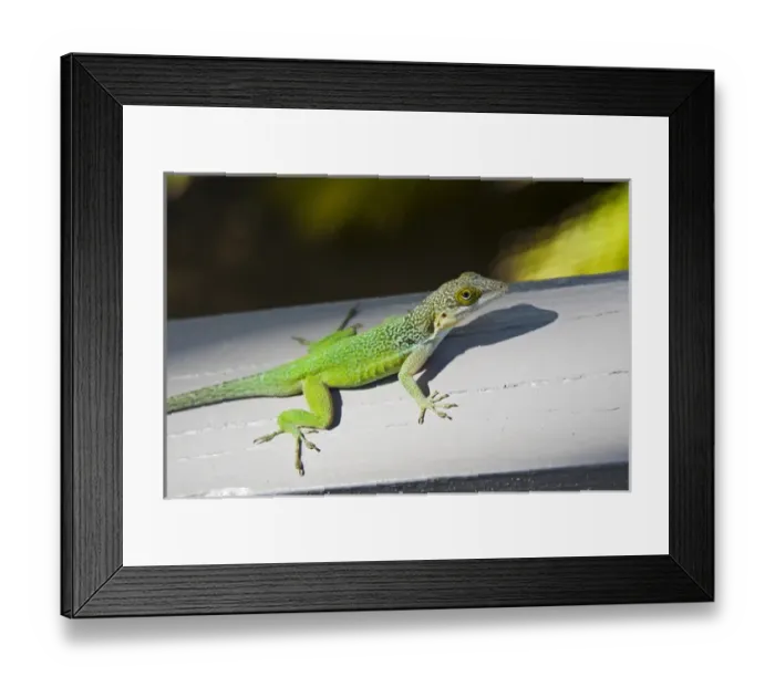 Framed Print : Lizard, Antigua, West Indies, Caribbean, Central America