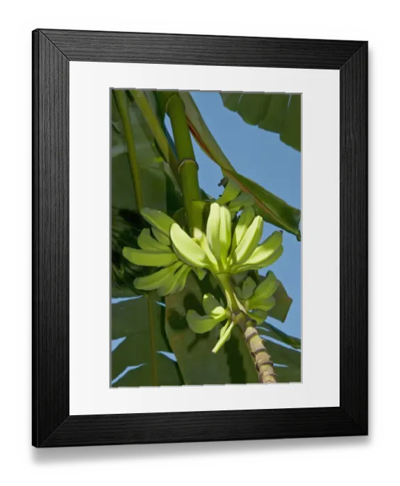 Framed Print : Bananas, Antigua, West Indies, Caribbean, Central America Framed Print : Bananas, Antigua, West Indies, Caribbean, Central America