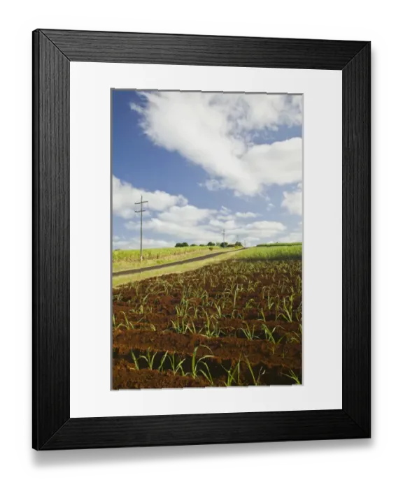 Framed Print : AUSTRALIA, Queensland, Fraser Coast, Childers. Sugar Cane Field Road Framed Print : AUSTRALIA, Queensland, Fraser Coast, Childers. Sugar Cane Field Road