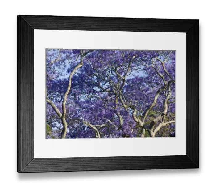 Framed Print : AUSTRALIA, State of Queensland, Brisbane. Blooming Jacaranda Trees in New Farm Park Framed Print : AUSTRALIA, State of Queensland, Brisbane. Blooming Jacaranda Trees in New Farm Park