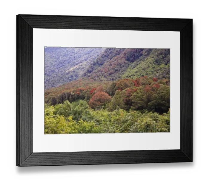 Framed Print : Oceania, New Zealand, South Island, Westland National Park, Fox Glacier. Colorful Framed Print : Oceania, New Zealand, South Island, Westland National Park, Fox Glacier. Colorful