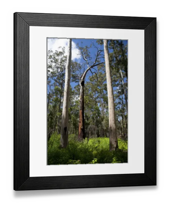Framed Print : Australia, Western Australia, Porongurup. Karri trees in Porongurup National Park