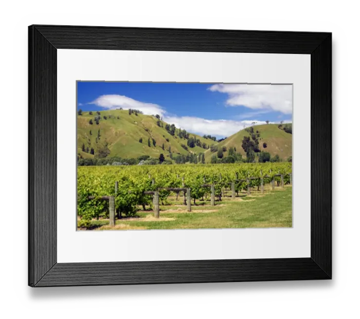 Framed Print : Vineyard near Gisborne Framed Print : Vineyard near Gisborne