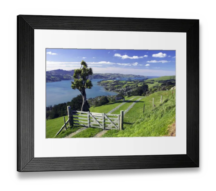 Framed Print : Gate & Cabbage Tree on Otago Peninsula, above MacAndrew Bay & Otago Harbour Framed Print : Gate & Cabbage Tree on Otago Peninsula, above MacAndrew Bay & Otago Harbour