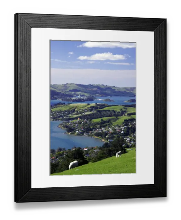 Framed Print : Sheep on Otago Peninsula, above MacAndrew Bay & Otago Harbour, Dunedin, South Island