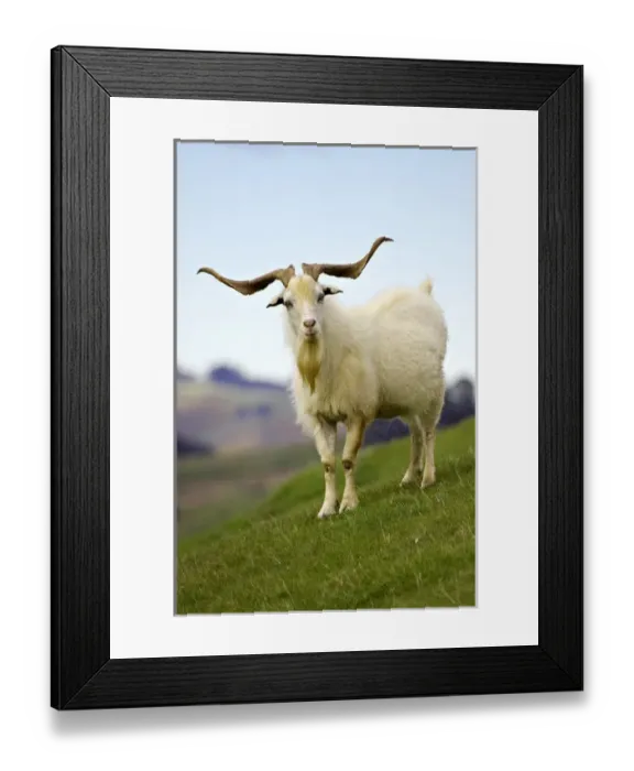 Framed Print : Goat, Taieri, near Dunedin, South Island, New Zealand Framed Print : Goat, Taieri, near Dunedin, South Island, New Zealand