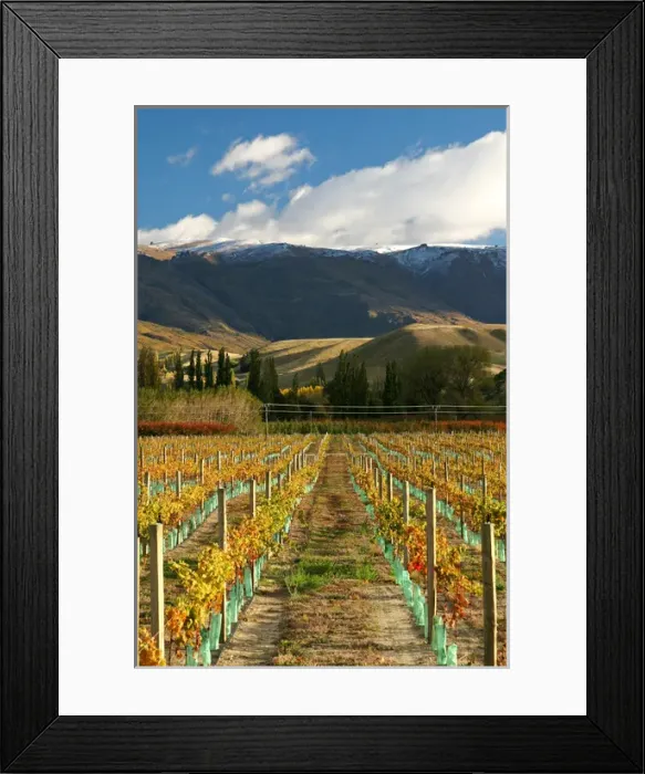 Framed Print : Vineyard and Pisa Range, Cromwell, Central Otago, South Island, New Zealand