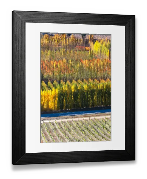 Framed Print : Autumn Colours, Mt Difficulty Vineyard, Bannockburn, Central Otago