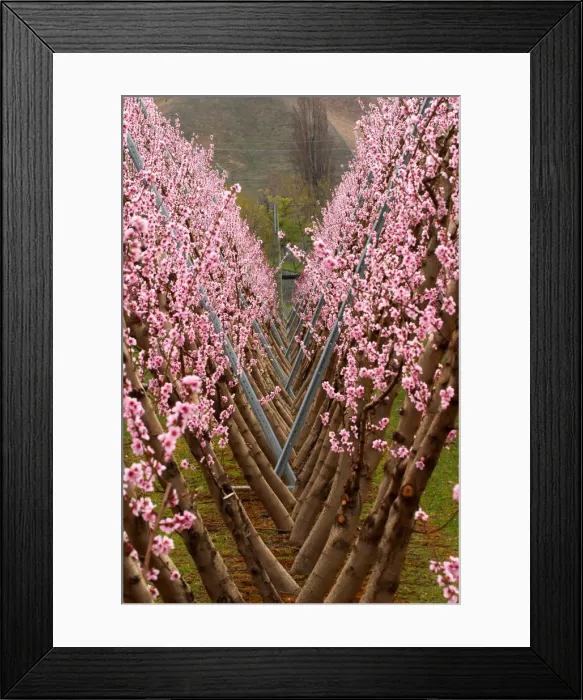 Framed Print : Orchard in Spring, Cromwell, Central Otago, South Island, New Zealand