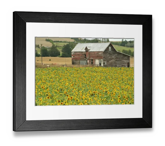 Framed Print : Sunflowers and Old Barn, near Oamaru, North Otago, South Island, New Zealand
