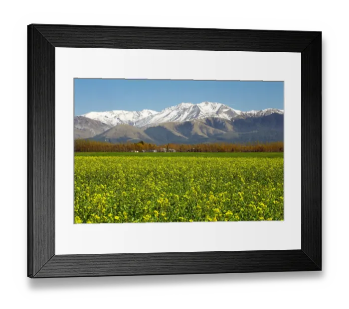 Framed Print : Rapeseed Field and Mountains near Methven, Canterbury, South Island, New Zealand Framed Print : Rapeseed Field and Mountains near Methven, Canterbury, South Island, New Zealand