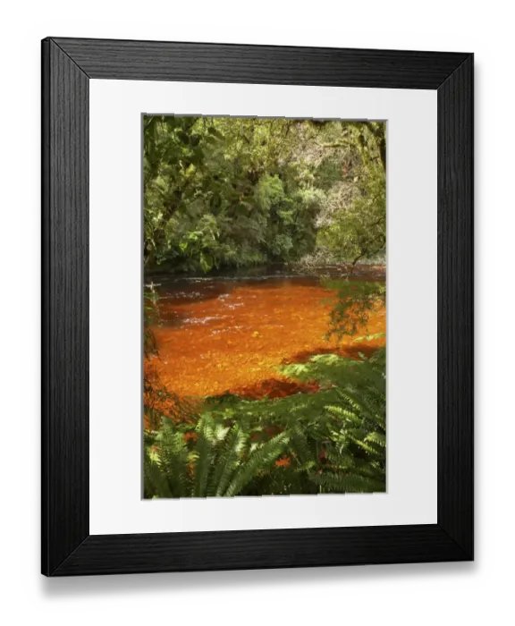 Framed Print : Oparara River, Oparara Basin, near Karamea, Kahurangi National Park, West Coast, South Island Framed Print : Oparara River, Oparara Basin, near Karamea, Kahurangi National Park, West Coast, South Island