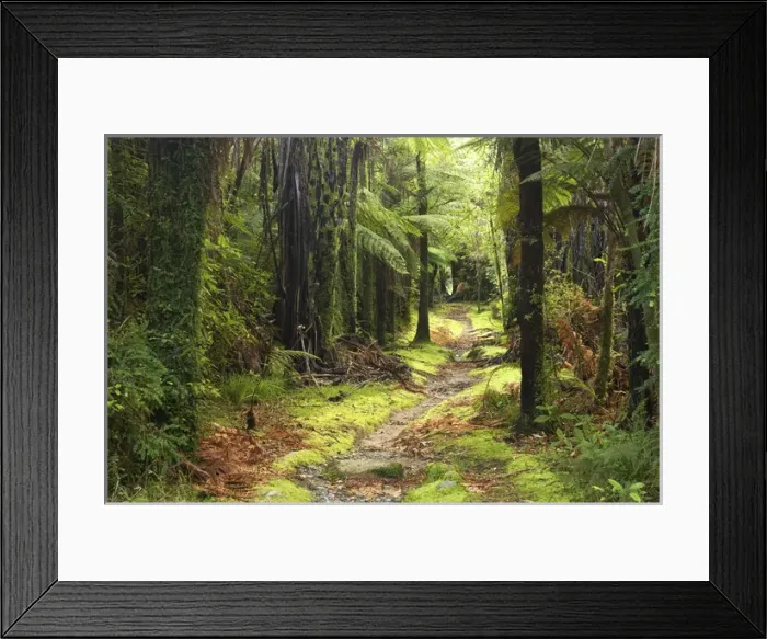 Framed Print : Track by Fox River, Paparoa National Park, West Coast, South Island, New Zealand Framed Print : Track by Fox River, Paparoa National Park, West Coast, South Island, New Zealand