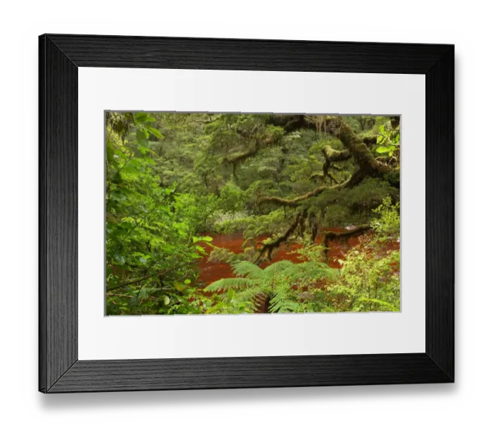 Framed Print : Oparara River and Native Bush, Oparara Basin, near Karamea, Kahurangi National Park Framed Print : Oparara River and Native Bush, Oparara Basin, near Karamea, Kahurangi National Park