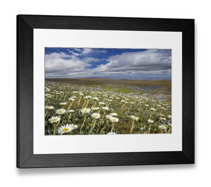 Framed Print : Mountain Daisies, Old Woman Conservation Area, Central Otago, South Island, New Zealand Framed Print : Mountain Daisies, Old Woman Conservation Area, Central Otago, South Island, New Zealand