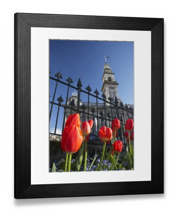 Framed Print : Red Tulips & Municipal Chambers Clock Tower, Octagon, Dunedin, Otago, South Island Framed Print : Red Tulips & Municipal Chambers Clock Tower, Octagon, Dunedin, Otago, South Island
