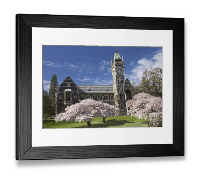 Framed Print : Clock Tower, Historical Registry Building and Spring Blossom, University of Otago Framed Print : Clock Tower, Historical Registry Building and Spring Blossom, University of Otago