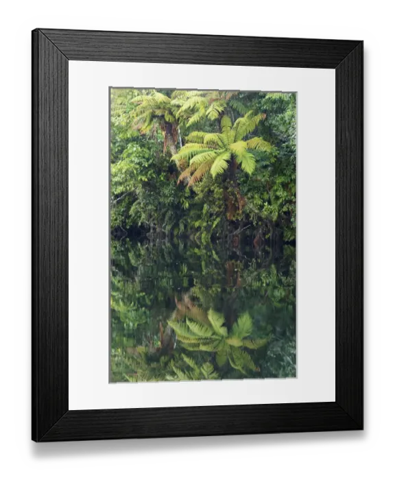 Framed Print : Reflections in Moeraki River by Lake Moeraki, West Coast, South Island, New Zealand Framed Print : Reflections in Moeraki River by Lake Moeraki, West Coast, South Island, New Zealand