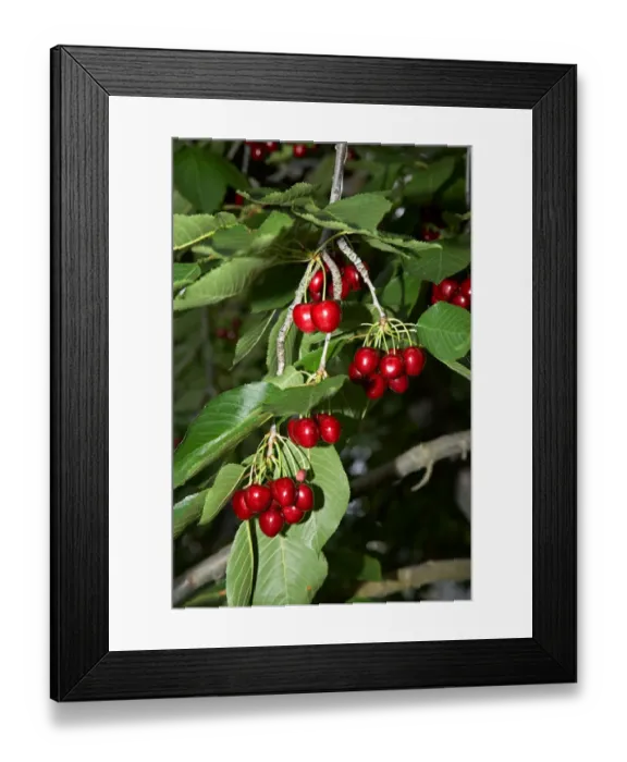 Framed Print : Cherry Orchard, Ripponvale, near Cromwell, Central Otago, South Island, New Zealand Framed Print : Cherry Orchard, Ripponvale, near Cromwell, Central Otago, South Island, New Zealand
