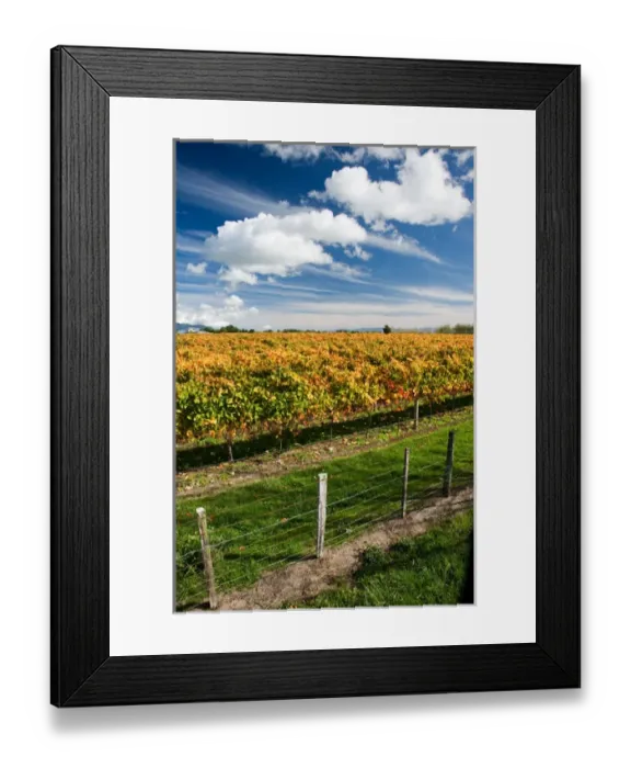 Framed Print : Vineyard, Puruatanga Road, Martinborough, Wairarapa, North Island, New Zealand Framed Print : Vineyard, Puruatanga Road, Martinborough, Wairarapa, North Island, New Zealand