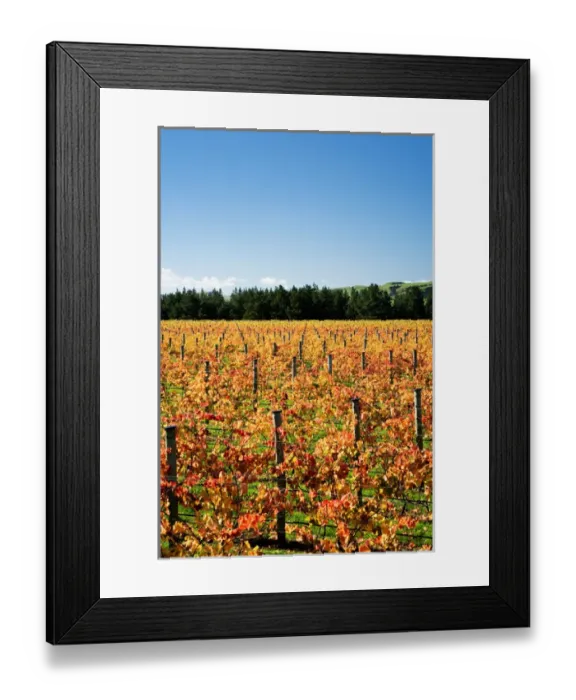 Framed Print : Vineyard, Te Muna Road, Martinborough, Wairarapa, North Island, New Zealand