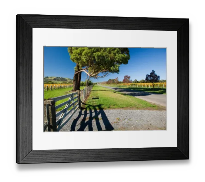Framed Print : Kotinga Vineyard, Martinborough, Wairarapa, North Island, New Zealand