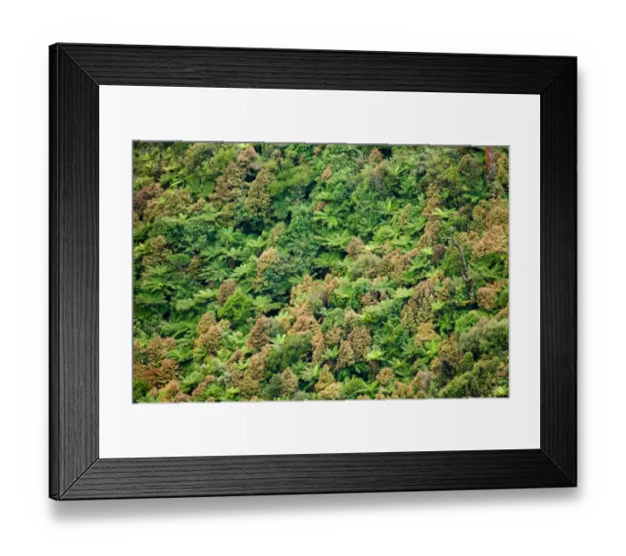 Framed Print : Native Bush, Ruahine Forest Park, Ruahine Ranges, Tararua, North Island, New Zealand Framed Print : Native Bush, Ruahine Forest Park, Ruahine Ranges, Tararua, North Island, New Zealand