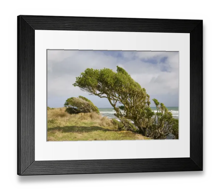 Framed Print : Windswept Plants, Cape Egmont, Taranaki, North Island, New Zealand Framed Print : Windswept Plants, Cape Egmont, Taranaki, North Island, New Zealand