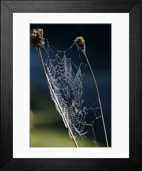 Framed Print : Dew on Spider Web, Wanganui - Raetihi Road, North Island, New Zealand