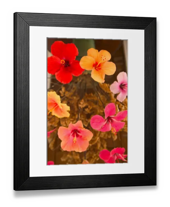 Framed Print : BARBADOS-North East Coast-St. Nicholas Abbey: St. Nicholas Abbey Museum / Old Framed Print : BARBADOS-North East Coast-St. Nicholas Abbey: St. Nicholas Abbey Museum / Old