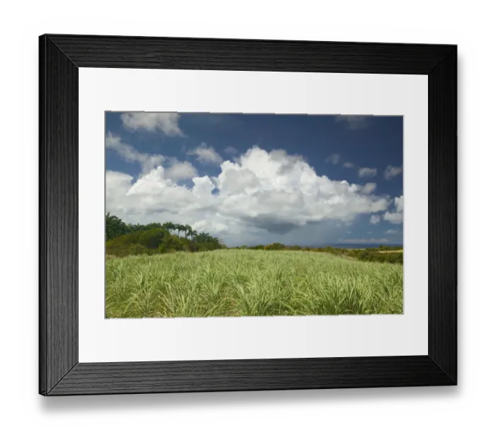 Framed Print : BARBADOS-North East Coast-St. Nicholas Abbey: St. Nicholas Abbey Sugar Plantation Framed Print : BARBADOS-North East Coast-St. Nicholas Abbey: St. Nicholas Abbey Sugar Plantation