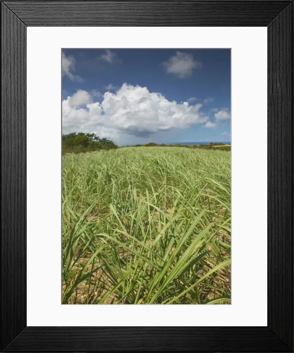 Framed Print : BARBADOS-North East Coast-St. Nicholas Abbey: St. Nicholas Abbey Sugar Plantation Framed Print : BARBADOS-North East Coast-St. Nicholas Abbey: St. Nicholas Abbey Sugar Plantation