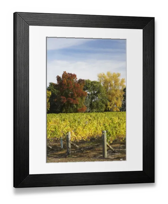 Framed Print : Crossroads Vineyard, near Hastings, Hawkes Bay, North Island, New Zealand Framed Print : Crossroads Vineyard, near Hastings, Hawkes Bay, North Island, New Zealand