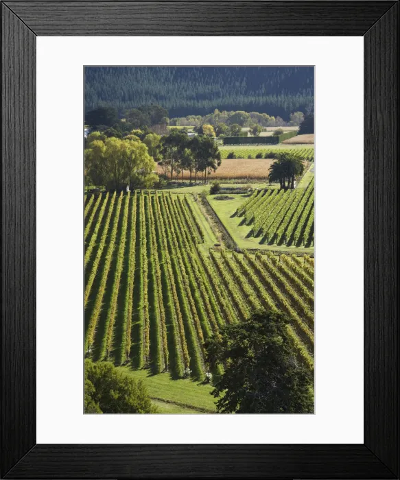 Framed Print : Vineyard, Eskdale, near Napier, Hawkes Bay, North Island, New Zealand Framed Print : Vineyard, Eskdale, near Napier, Hawkes Bay, North Island, New Zealand