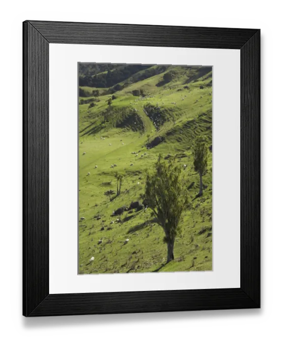 Framed Print : Sheep and Cabbage Trees, Esk Valley, near Napier, Hawkes Bay, North Island, New Zealand Framed Print : Sheep and Cabbage Trees, Esk Valley, near Napier, Hawkes Bay, North Island, New Zealand