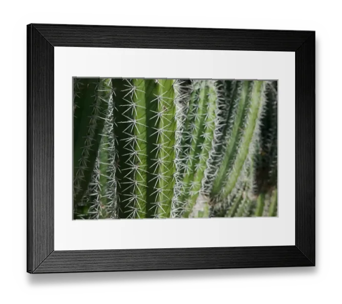 Framed Print : ABC Islands - BONAIRE - Rincon: Cactus Detail of the Cactus Fence arouond the Cactus