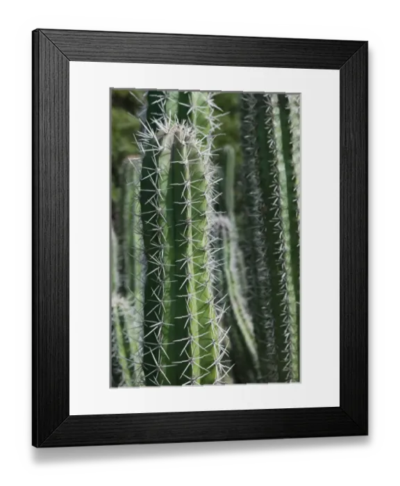 Framed Print : ABC Islands - BONAIRE - Rincon: Cactus Detail of the Cactus Fence arouond the Cactus Framed Print : ABC Islands - BONAIRE - Rincon: Cactus Detail of the Cactus Fence arouond the Cactus