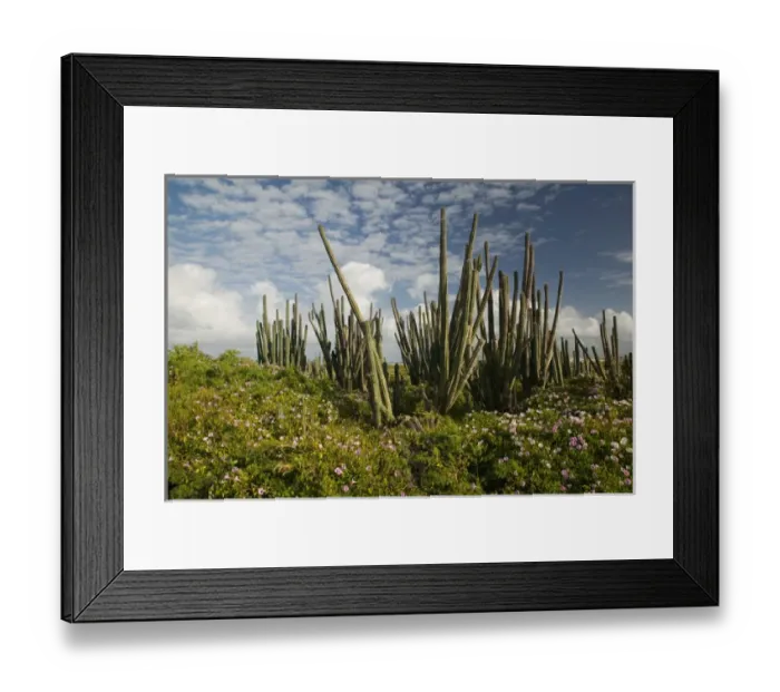 Framed Print : ABC Islands - BONAIRE - Boca Onima: Cactus NE Bonaire