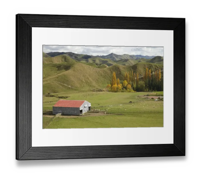 Framed Print : Farm Shed and Autumn Colour, near Ruanui, Rangitikei District Central North Island Framed Print : Farm Shed and Autumn Colour, near Ruanui, Rangitikei District Central North Island