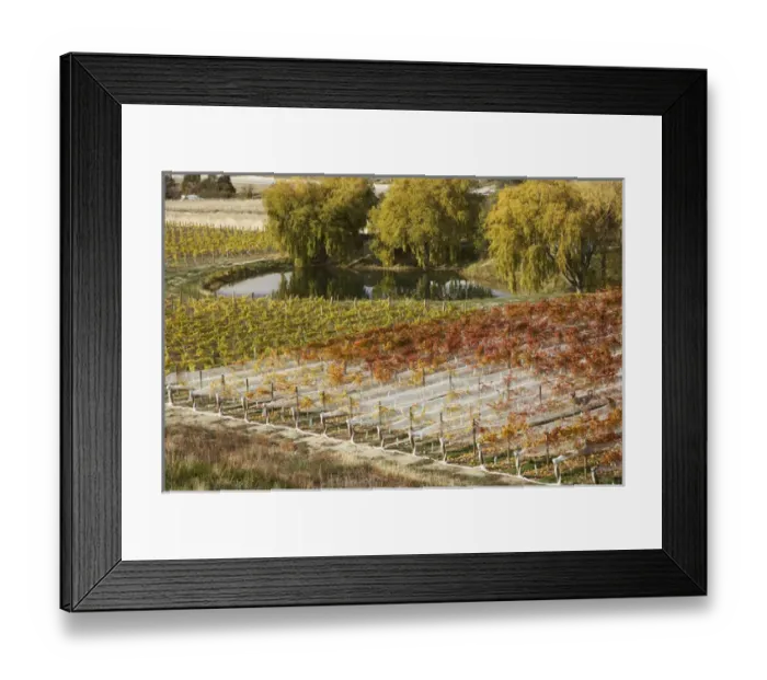 Framed Print : Domain Road Vineyard in Autumn, Bannockburn, Central Otago, South Island, New Zealand Framed Print : Domain Road Vineyard in Autumn, Bannockburn, Central Otago, South Island, New Zealand