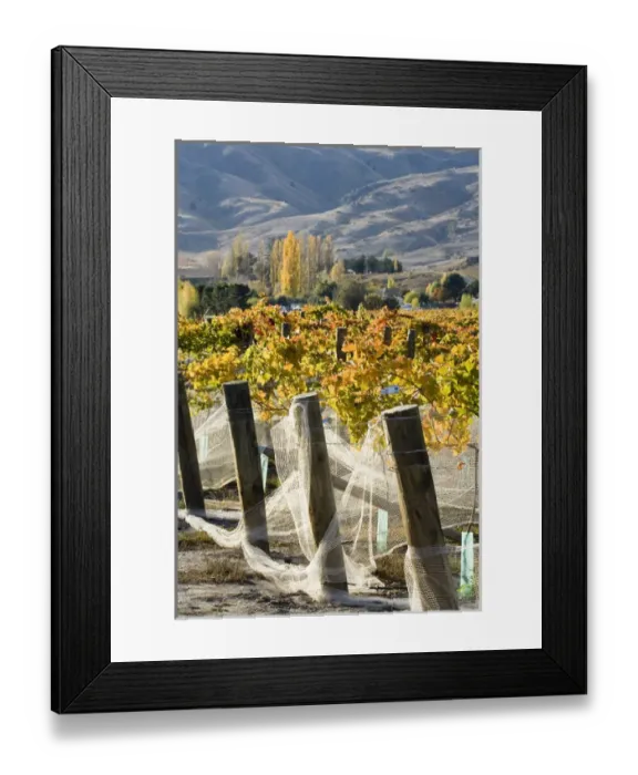 Framed Print : Domain Road Vineyard in Autumn, Bannockburn, Central Otago, South Island, New Zealand Framed Print : Domain Road Vineyard in Autumn, Bannockburn, Central Otago, South Island, New Zealand