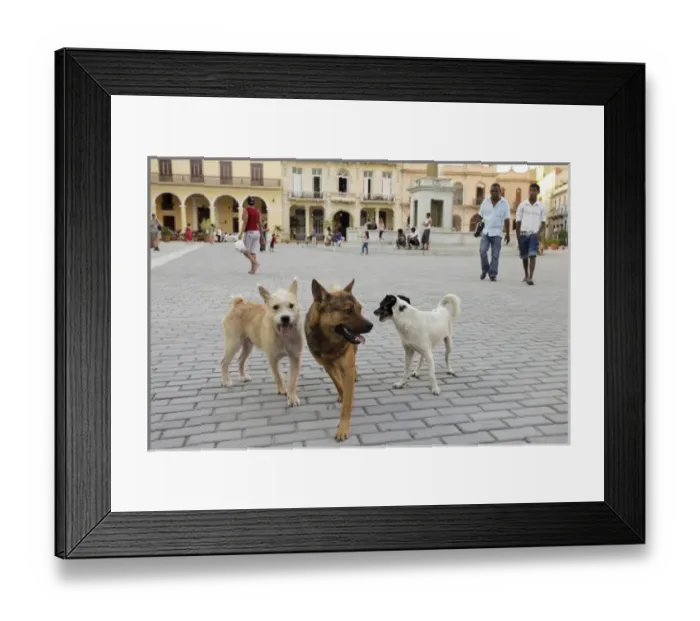 Framed Print : Havana, Cuba, Unesco World Heritage City. Street dogs are everywhere in Havana Framed Print : Havana, Cuba, Unesco World Heritage City. Street dogs are everywhere in Havana