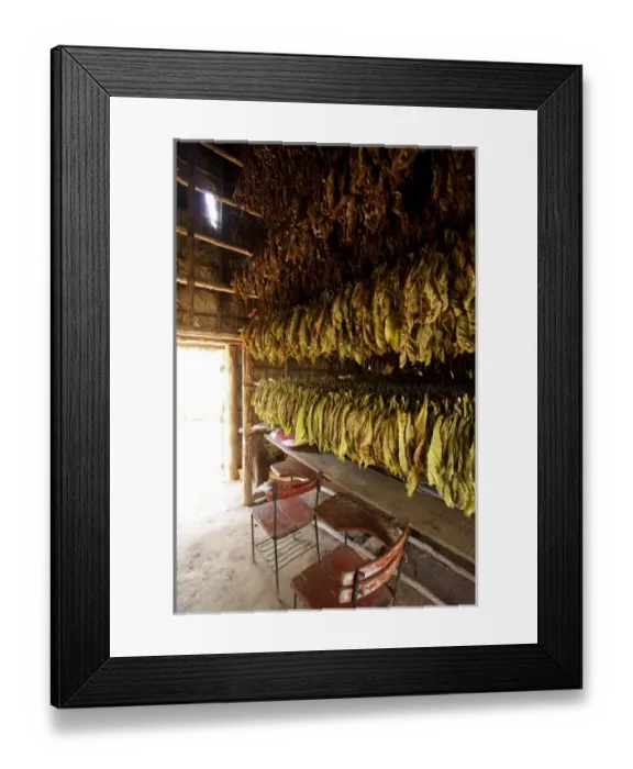 Framed Print : Vinales, Cuba. Tabacco farm, leaves drying Framed Print : Vinales, Cuba. Tabacco farm, leaves drying