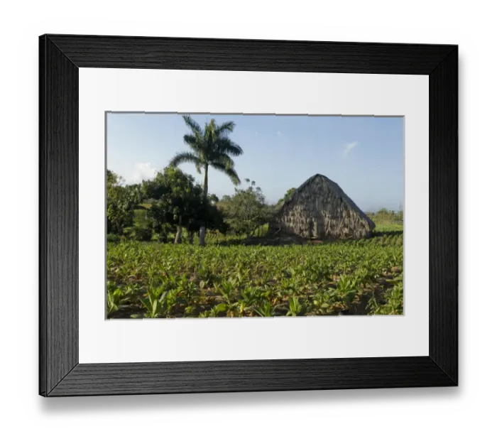 Framed Print : Vinales, Cuba. Tabacco farm