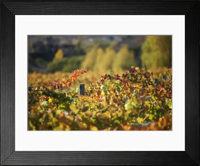 Framed Print : Rows of Pinot Noir Vines in Autumn, Domain Road Vineyard, Bannockburn, Central Otago Framed Print : Rows of Pinot Noir Vines in Autumn, Domain Road Vineyard, Bannockburn, Central Otago
