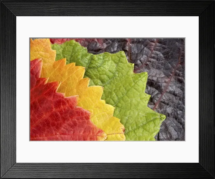 Framed Print : Autumn Vine Leaves, Domain Road Vineyard, Bannockburn, Central Otago, South Island Framed Print : Autumn Vine Leaves, Domain Road Vineyard, Bannockburn, Central Otago, South Island