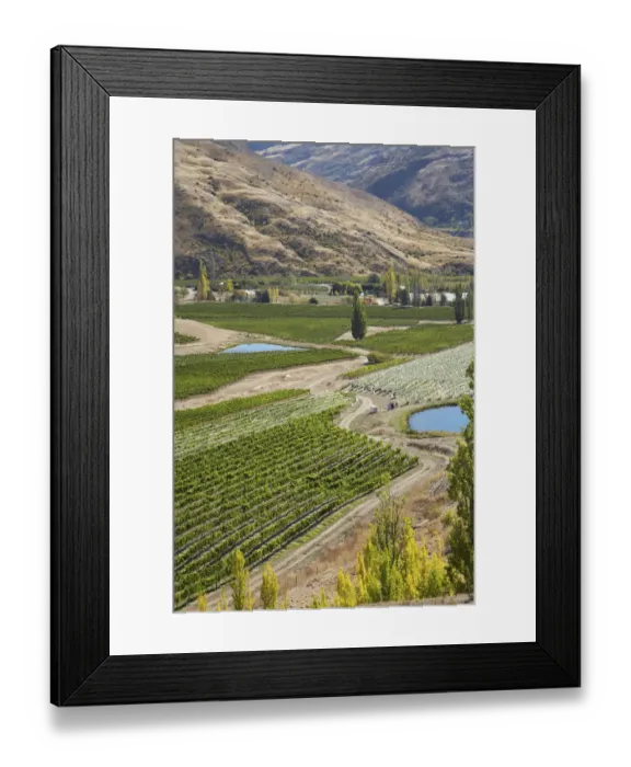 Framed Print : Felton Road Vineyard, Bannockburn, near Cromwell, Central Otago, South Island, New Framed Print : Felton Road Vineyard, Bannockburn, near Cromwell, Central Otago, South Island, New