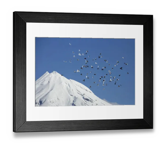 Framed Print : Pigeons and Mt Taranaki  /  Mt Egmont, Taranaki, North Island, New Zealand