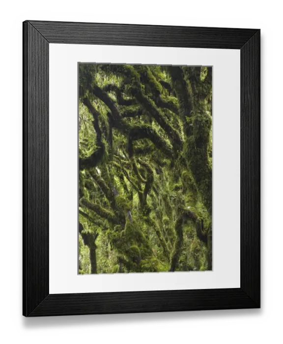 Framed Print : Dawson Falls, Mt Taranaki, Egmont National Park, Taranaki, North Island, New Zealand